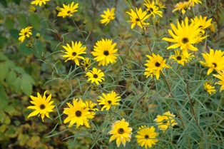 Helianthus angustifolius