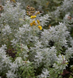 Helichrysum splendidum