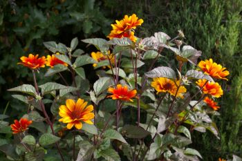 Heliopsis helianthoides 'Bleeding Hearts'