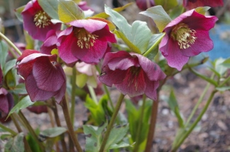 Helleborus x hybridus Ruby Red seed strain