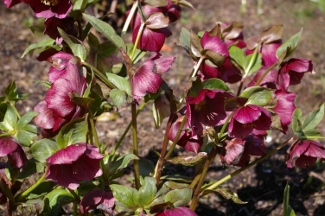 Helleborus hybridus Dark Red seed strain