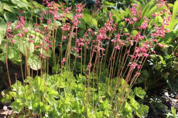 Heuchera 'Old La Rochette'