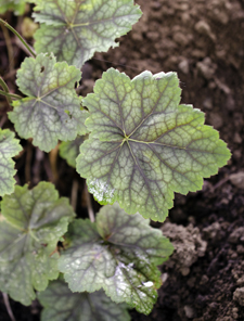 Heuchera americana-red leaf form