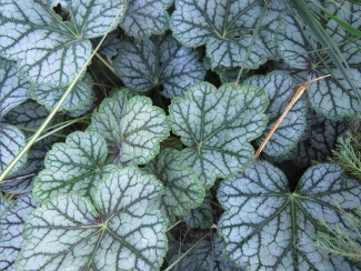 Heuchera americana 'Green Spice'