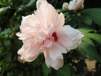 Hibiscus syriacus 'Blushing Bride'