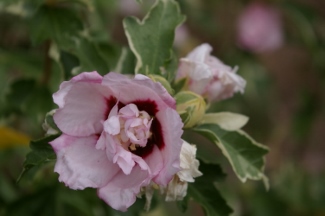 Hibiscus syriacus 'Miss Julene'