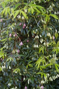 Holboellia angustifolia var. angustifolia