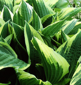 Hosta 'Antioch'