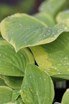 Hosta 'Fragrant Bouquet' (P. Aden, 1982)