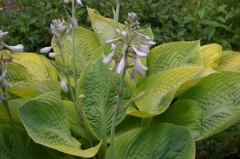 Hosta 'Golden Shimmer'