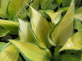 Hosta 'June'