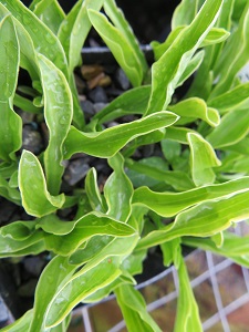 Hosta 'Vera Verde'