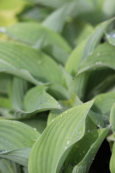 Hosta sieboldiana 'Elegans'