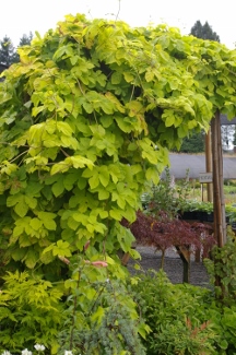 Humulus lupulus 'Aureus'