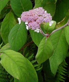 Hydrangea aspera var. robusta