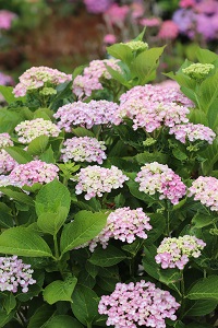 Hydrangea 'Ayesha'