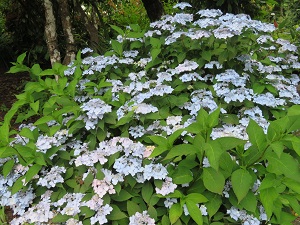 Hydrangea serrata 'Blue Deckle'