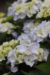 Hydrangea 'Domotoi'