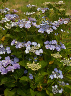 Hydrangea 'Eve'