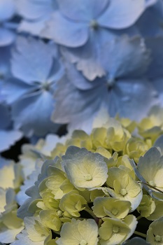 Hydrangea 'Frillibet'