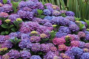 Hydrangea 'Glowing Embers'