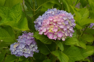 Hydrangea 'Hamburg'