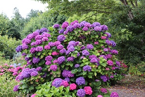 Hydrangea 'Merrit Supreme'