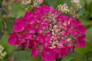 Hydrangea 'Merrit's Red'