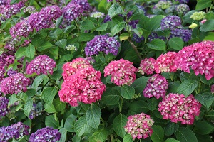 Hydrangea 'Miss Belgium'