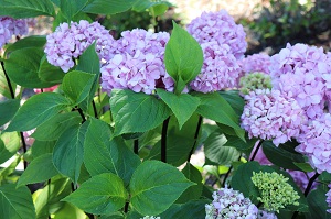 Hydrangea 'Nigra'