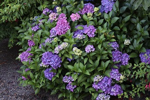 Hydrangea 'Pia'