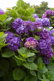 Hydrangea 'Pink Reverse'