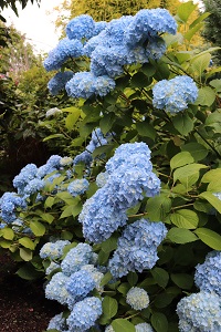 Hydrangea 'Souvenir de President Doumer'