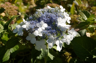 Hydrangea 'Veitchii'