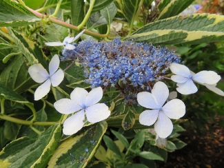 Hydrangea 'Wave Hill'