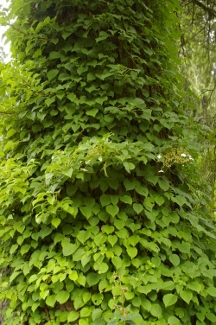 Hydrangea anomala petiolaris