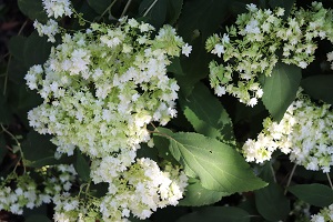 Hydrangea arborescens 'Hayes Starburst'