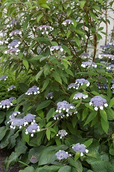 Hydrangea aspera