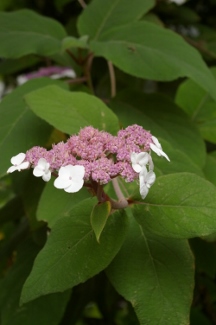 Hydrangea aspera subsp. sargentiana