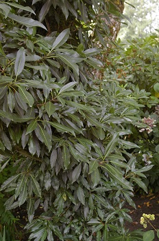 Hydrangea integrifolia