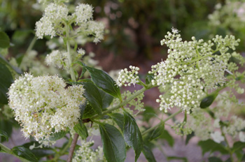 Hydrangea paniculata 'Kyushu'