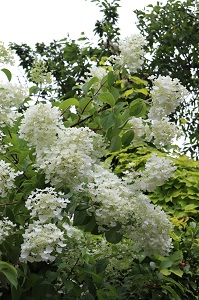 Hydrangea paniculata 'White Moth'