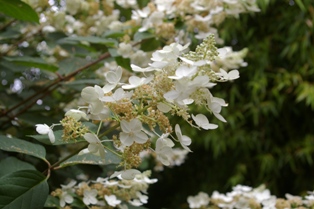 Hydrangea paniculata 'Burgundy Lace'