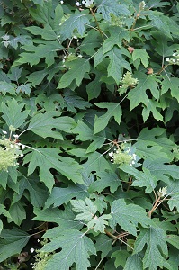 Hydrangea quercifolia