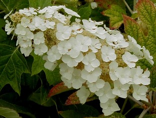 Hydrangea quercifolia 'Snow Cloud'