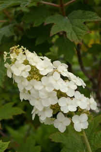 Hydrangea quercifolia 'Snow Queen'
