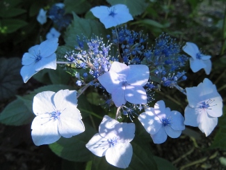 Hydrangea serrata 'Blue Billow'
