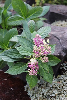 Hydrangea serrata 'Blue Bird'