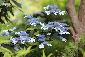 Hydrangea serrata 'Caerulea Lace'