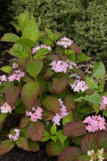 Hydrangea serrata 'Chiri-san Sue'